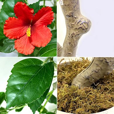 Artificial Hibiscuses Tree with Realistic Leaves Red Flowers Large Trunk,Realistic Potted Faux Plant