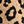 Brown Leopard
