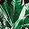 Green Palm Leaves