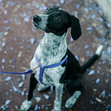 Training Dog Leash 65.6ft Long for Small Medium Dogs Out Camping Blue 1Pc