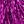 Rose Purple