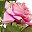 Curled Rose