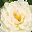 Peony