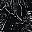 Black Stippled Floral