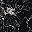 Black Stippled Floral