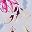 Light Pink Floral