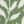 Sage Leaves