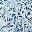 Blue Floral
