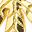 Maple Leaf Gold