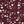 Maroon Cream Floral