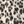 Ivory Cheetah