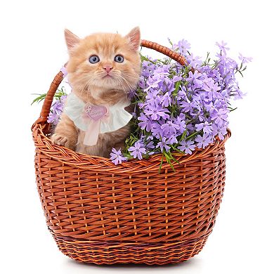 Kitten Collar Breakaway Accessories for Birthdays Photoshoots 2 Pcs