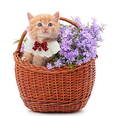 Kitten Collar Cats Dress Accessories 2 Pcs