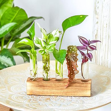 5-Tube Wooden Terrarium Frame