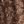 Chocolate Brown Floral