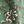 Green Painted Floral