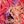 Pink Printed