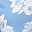 Blue White Flower