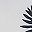 White Black Leaf