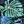 Leaf Blue Black