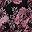 Black Pink