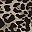 Leopard Print