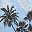 Blue Coconut Tree