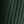 Maira Evergreen