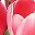 Rose Red