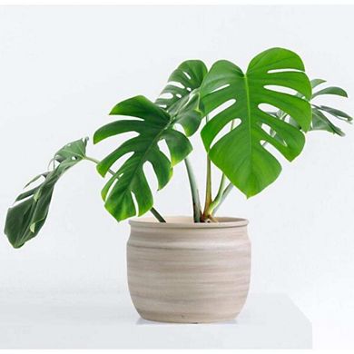 Brushed Taupe Ceramic Planter Pot