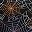Black Web