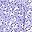 Purple Floral