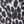 Leopard Black