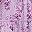 Purple Blossom