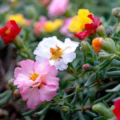 Seed Cards Floral Print 8 Pack