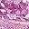 Pink Purple
