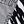Black Zebra
