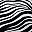 Island Zebra