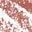 Buffed Pink
