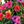 Color Mixing