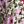 Blossom White Pink