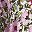 Blossom White Pink