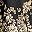 Black Regal Floral