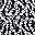 Black White Floral