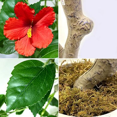 Artificial Hibiscuses Tree with Realistic Leaves Red Flowers Large Trunk,Realistic Potted Faux Plant