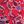 Strawberry Floral
