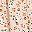 Beige Flowers