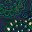 Navy Emerald Isles