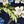Sea Blue Floral