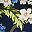 Sea Blue Floral